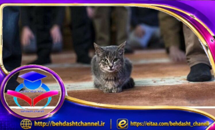 ❖حیوانات خانگی (مثل سگ یا گربه) ممکن است ناقل سویه‌هایی از باکتری مقاوم به آنتی‌بیوتیک باشند که عامل عفونت‌های جدی شناخته می‌شود. 
