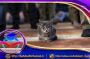 ❖حیوانات خانگی (مثل سگ یا گربه) ممکن است ناقل سویه‌هایی از باکتری مقاوم به آنتی‌بیوتیک باشند که عامل عفونت‌های جدی شناخته می‌شود. 